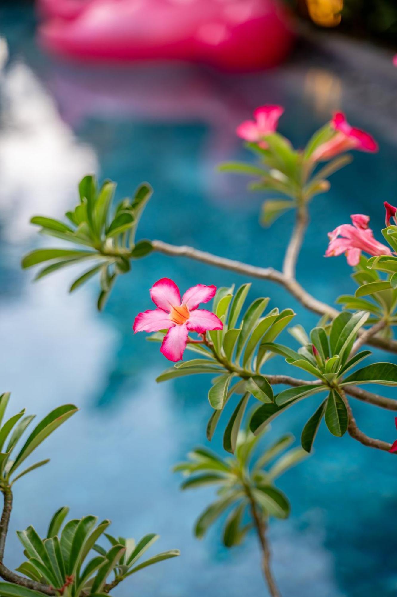 Alana Homestay Hoi An Luaran gambar